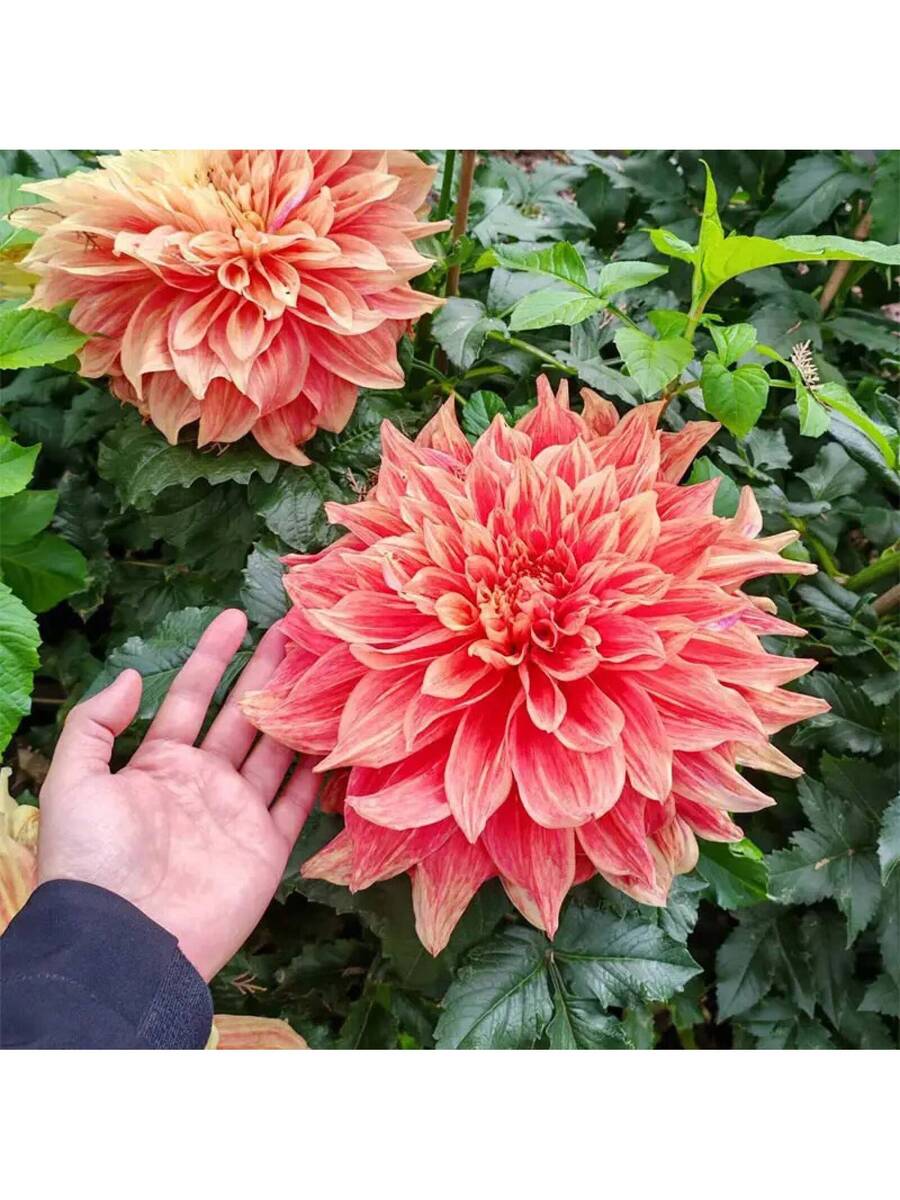 110 piezas de semillas de dalia gigante mixtas