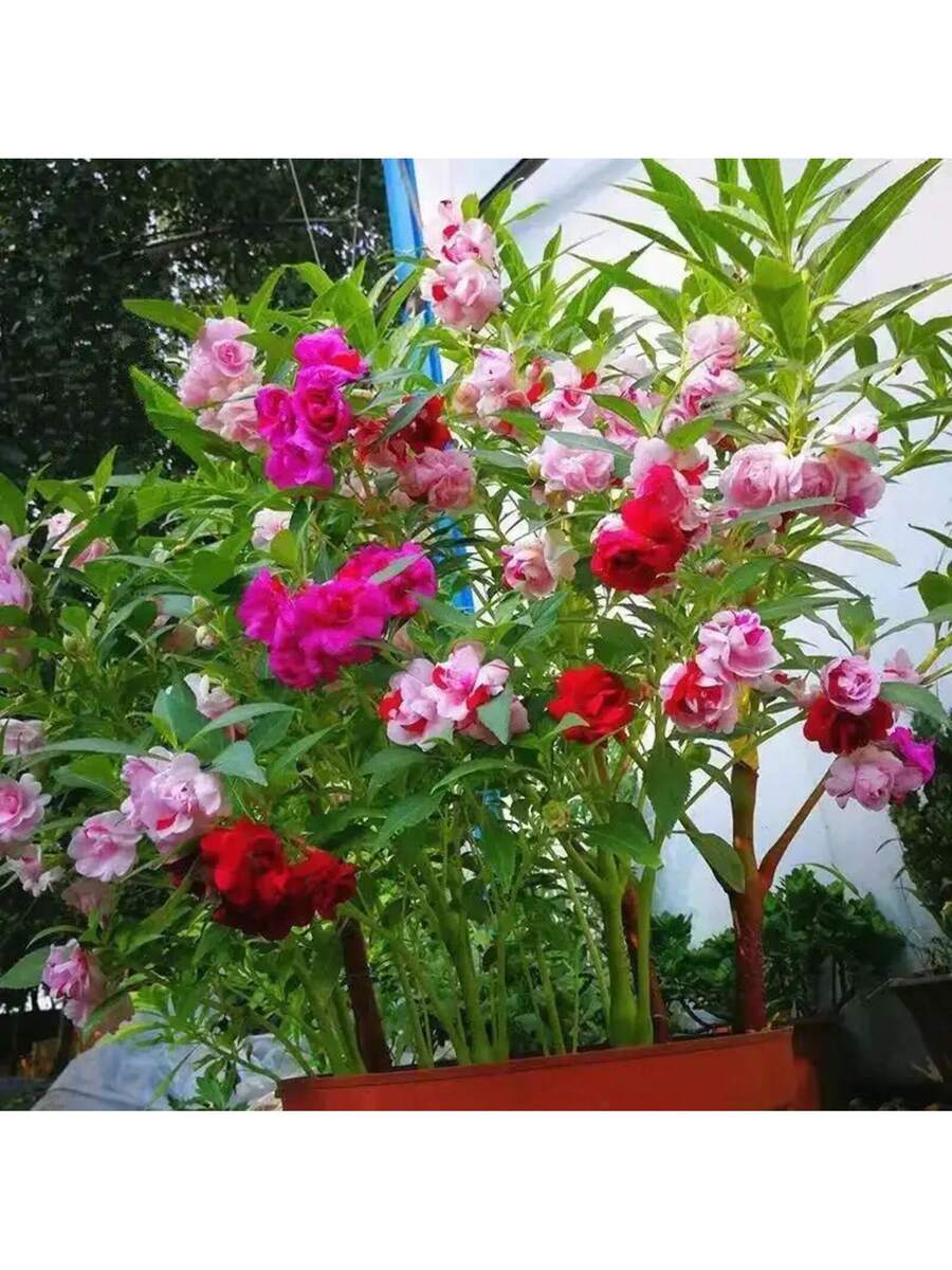 108 piezas de semillas de impatiens flores ornamentales