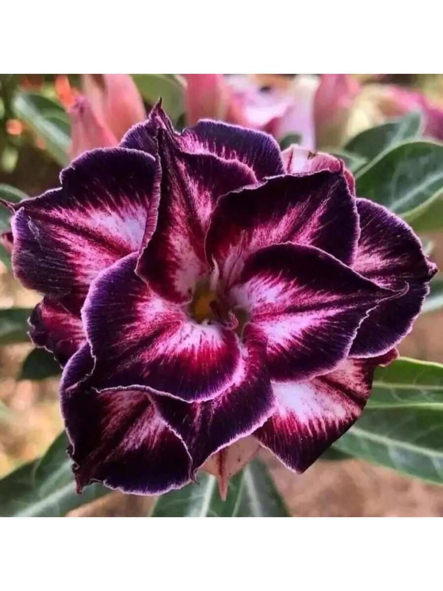 Semillas de Rosa del Desierto Tropical Antigua