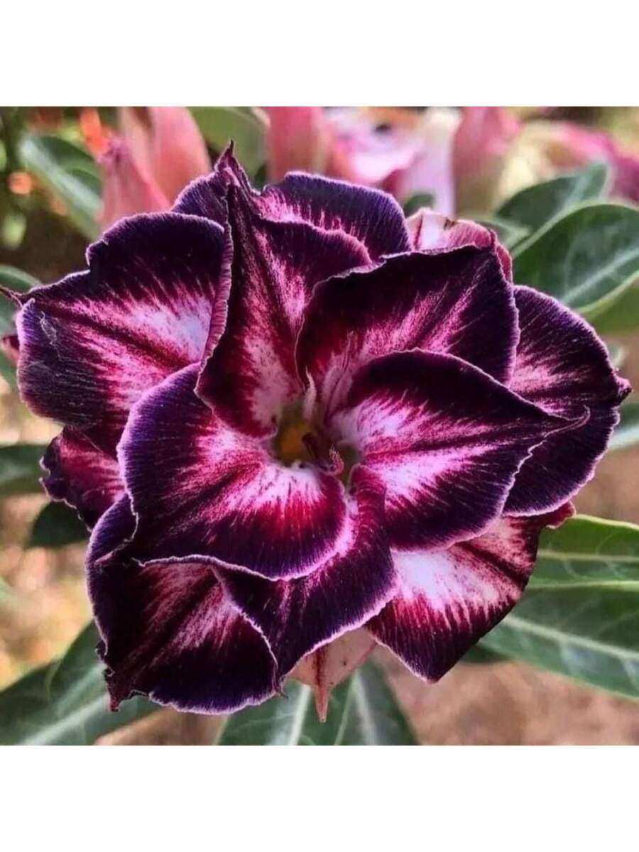 Semillas de Rosa del Desierto Tropical Antigua