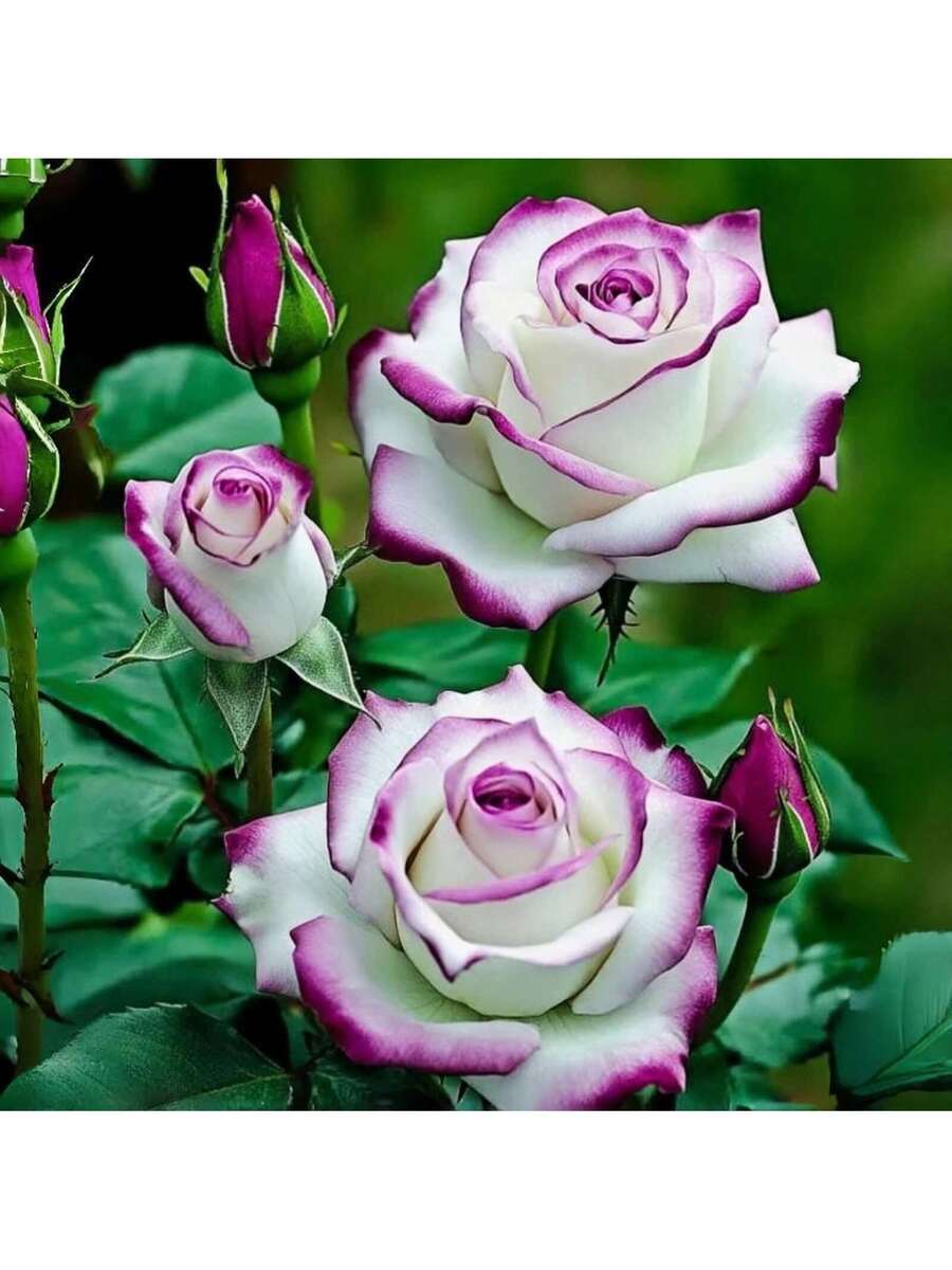 100+ Semillas de Rosas Trepadoras Mixtas