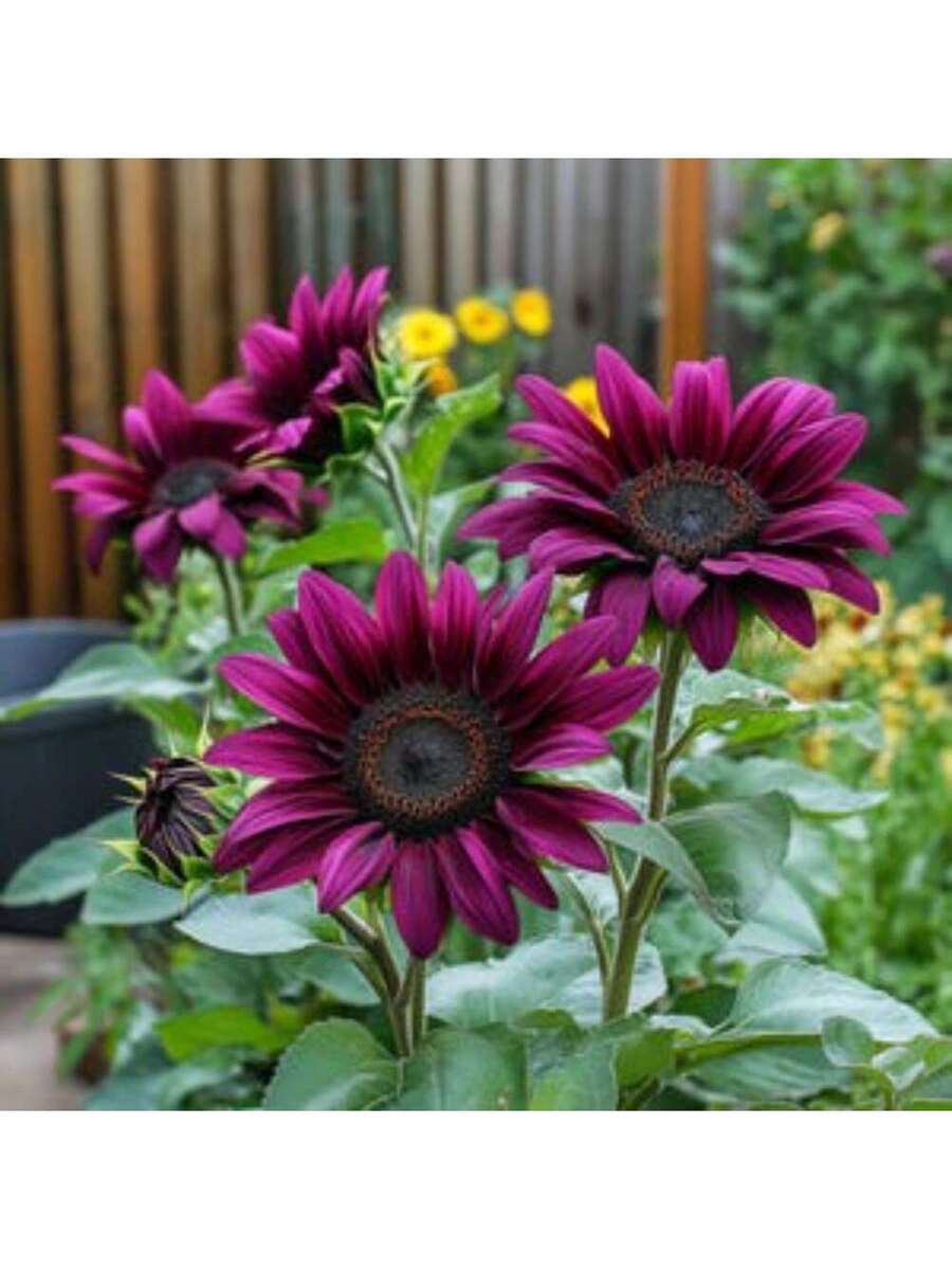 Semillas de Girasol Morado Local Barn