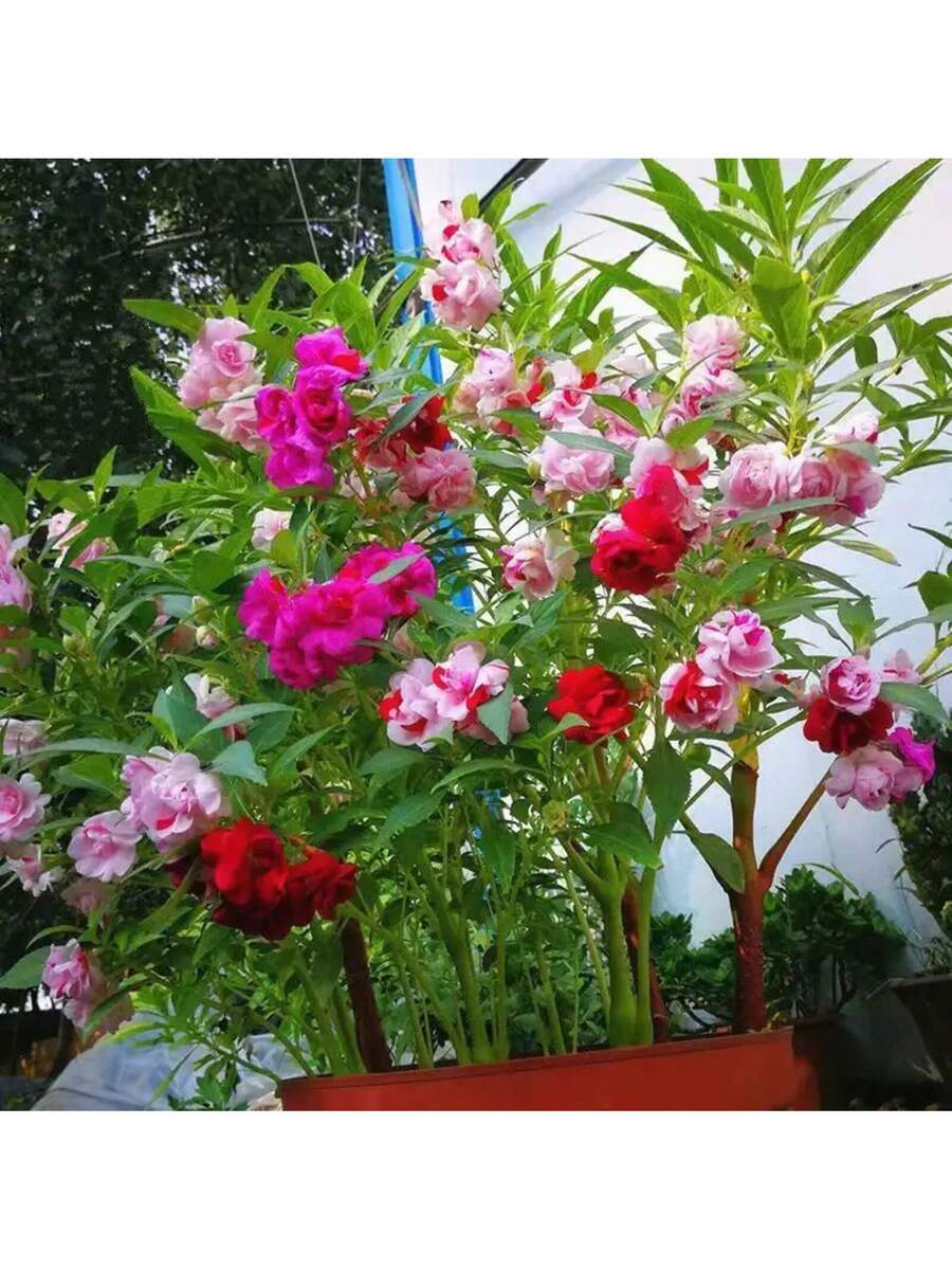101 piezas semillas impatiens
