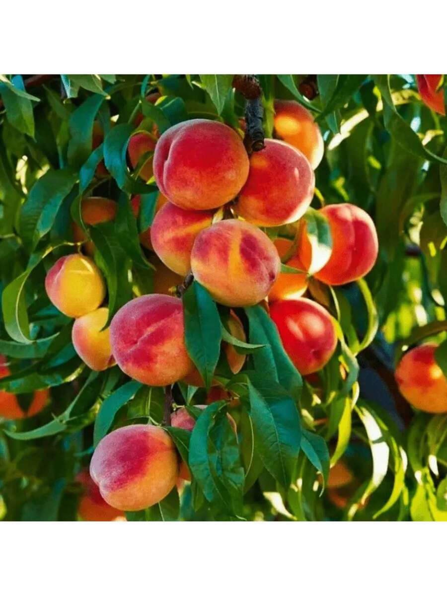 8 piezas de semillas de melocotón