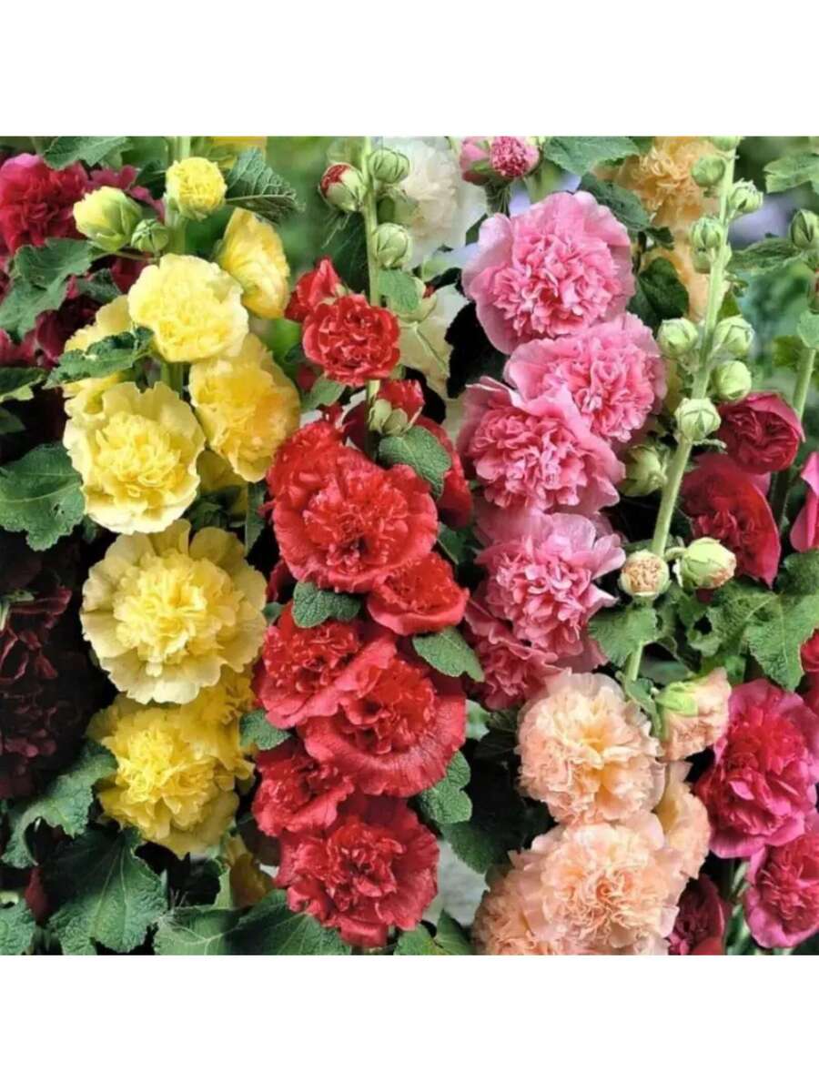 180 piezas de semillas de crisantemo Burr
