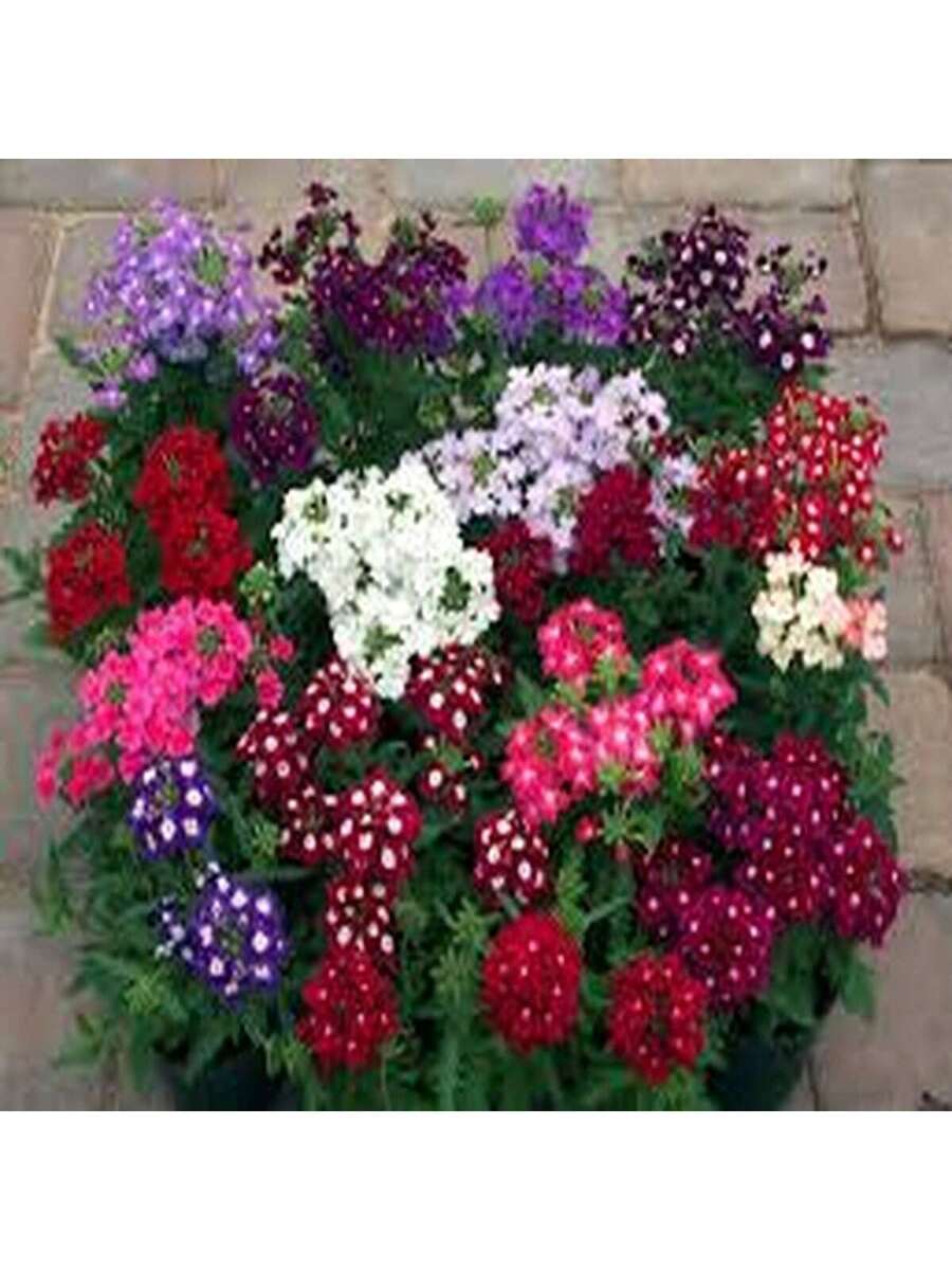Semillas de Verbena Multicolor