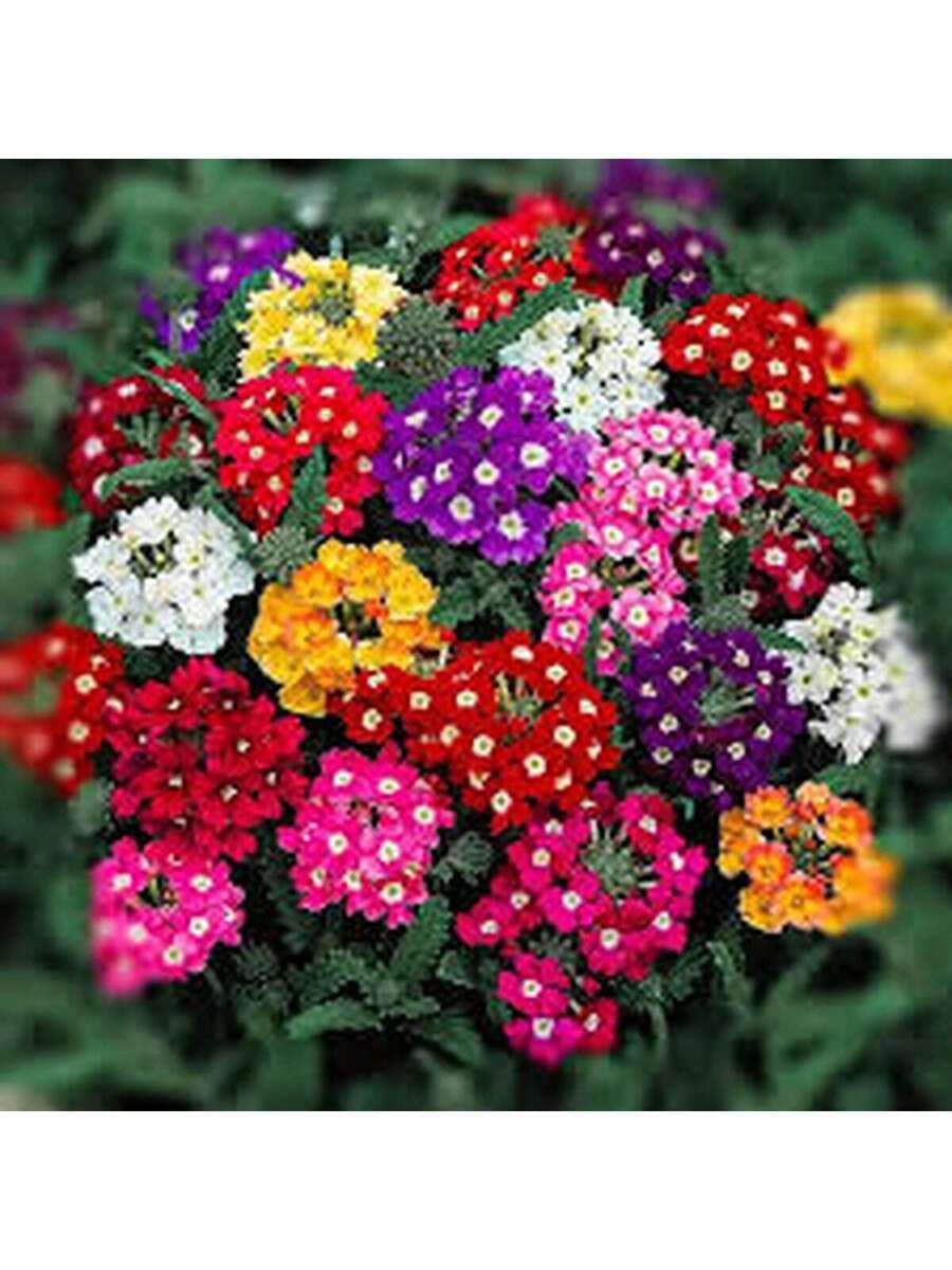 Semillas de Verbena Multicolor
