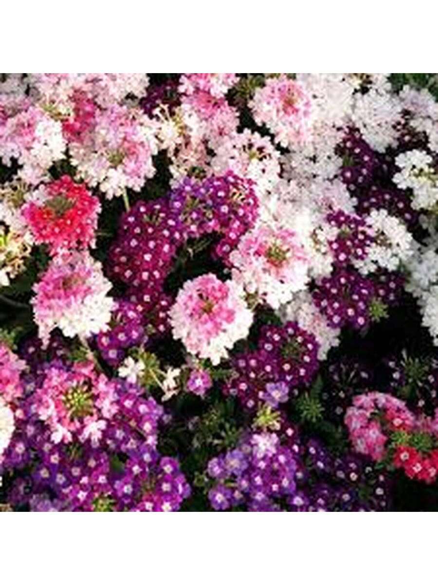 Semillas de Verbena Multicolor