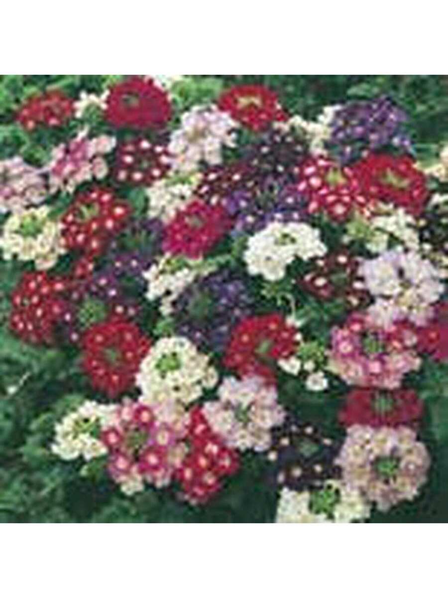 Semillas de Verbena Multicolor