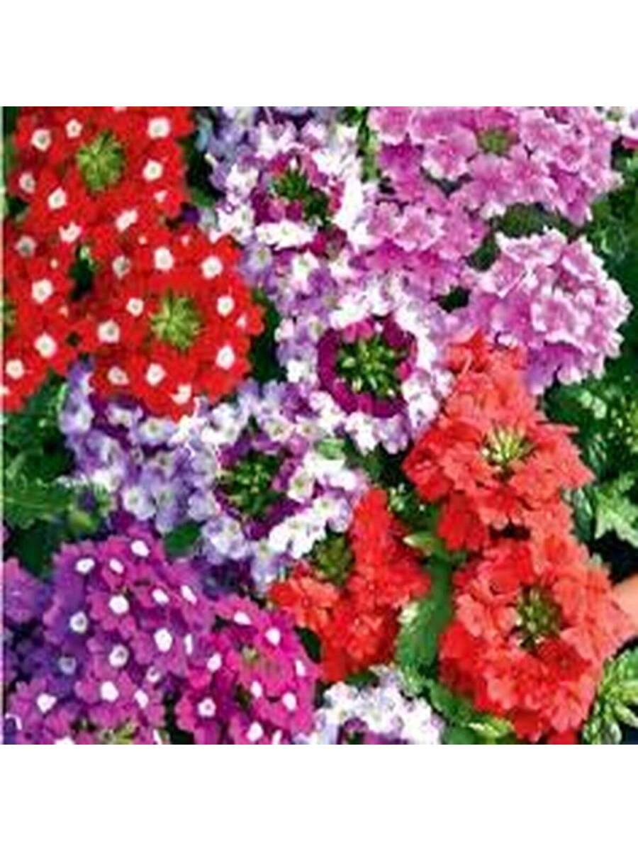 Semillas de Verbena Multicolor