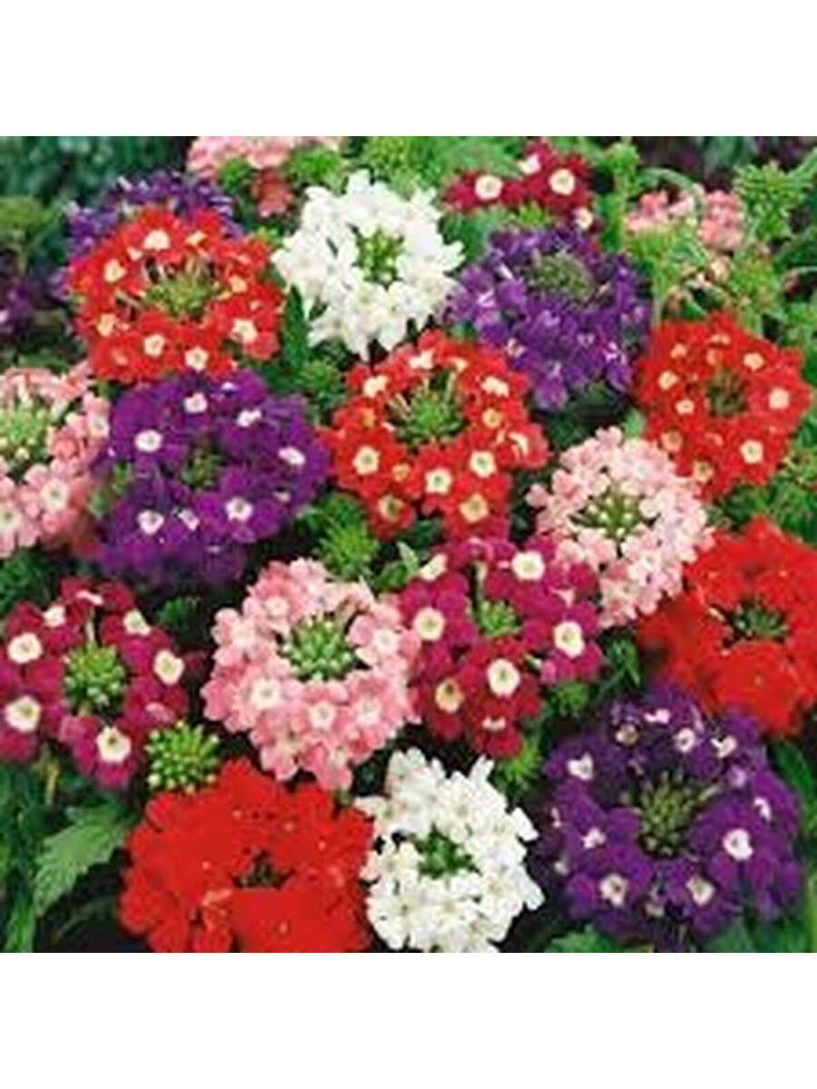 Semillas de Verbena Multicolor