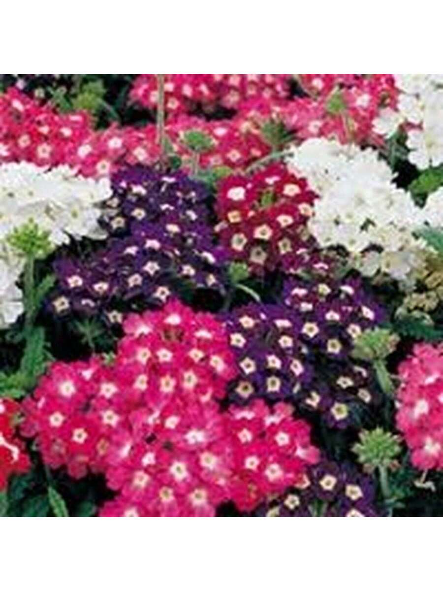 Semillas de Verbena Multicolor