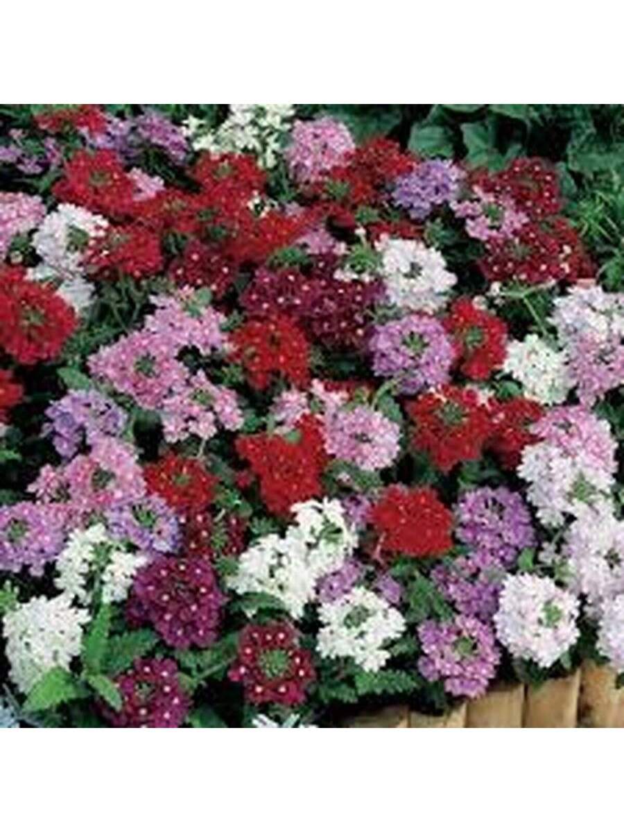 Semillas de Verbena Multicolor
