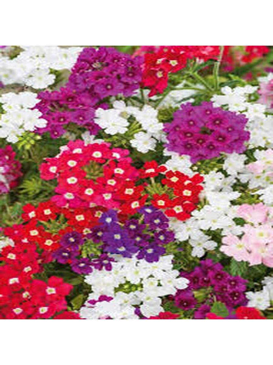 Semillas de Verbena Multicolor