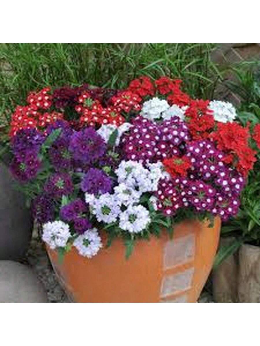 Semillas de Verbena Multicolor