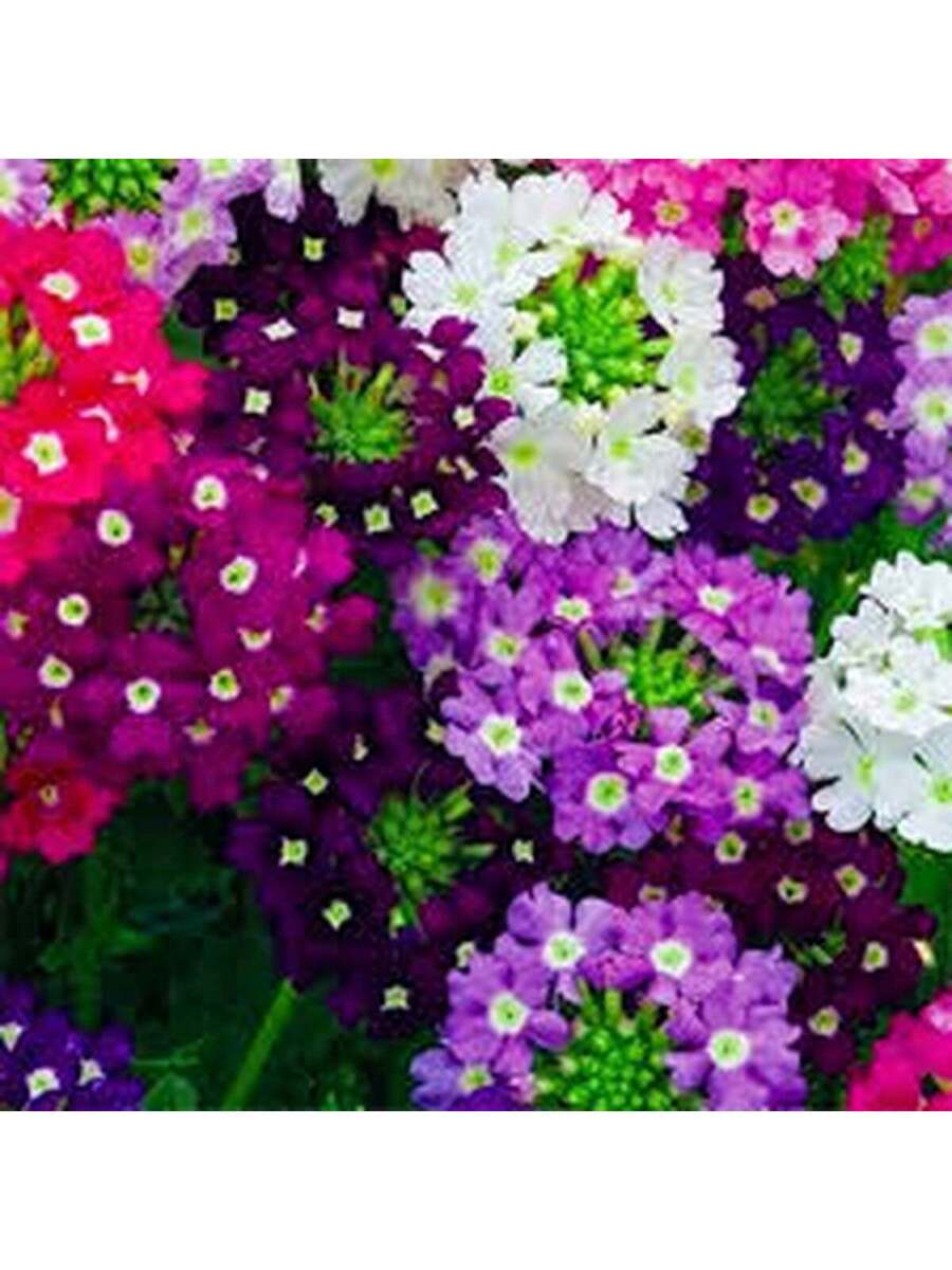 Semillas de Verbena Multicolor