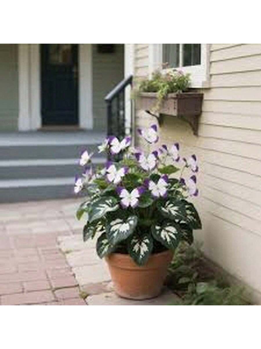 Gaura 'Mariposa Púrpura' - 100 Semillas