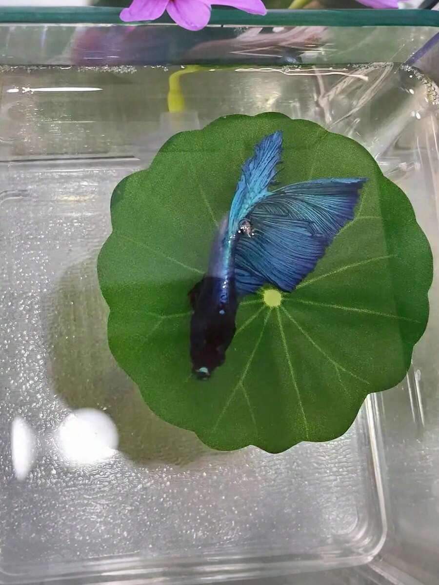1 pieza Hamaca de hoja para pez beta