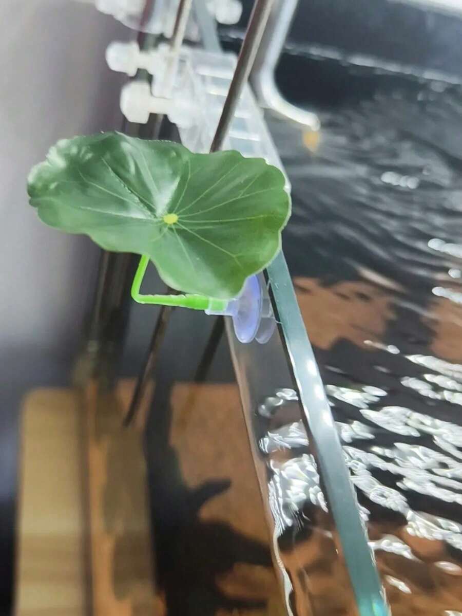 1 pieza Hamaca de hoja para pez beta