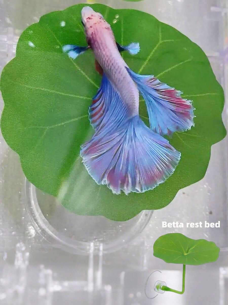 1 pieza Hamaca de hoja para pez beta