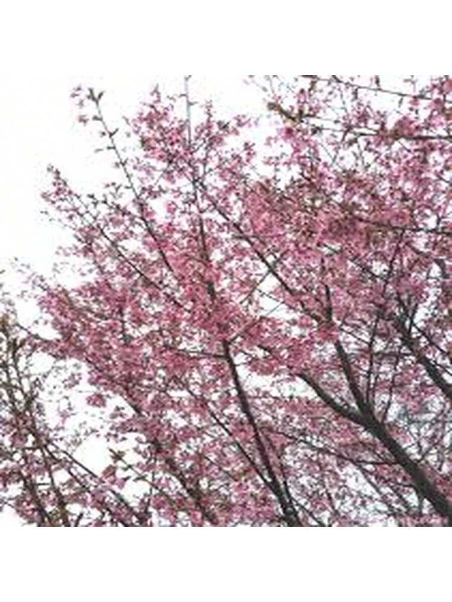 Cerezo de Yunnan 100 Semillas Árbol Ornamental