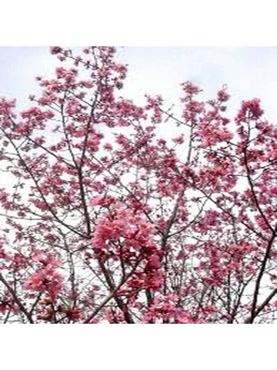 Cerezo de Yunnan 100 Semillas Árbol Ornamental