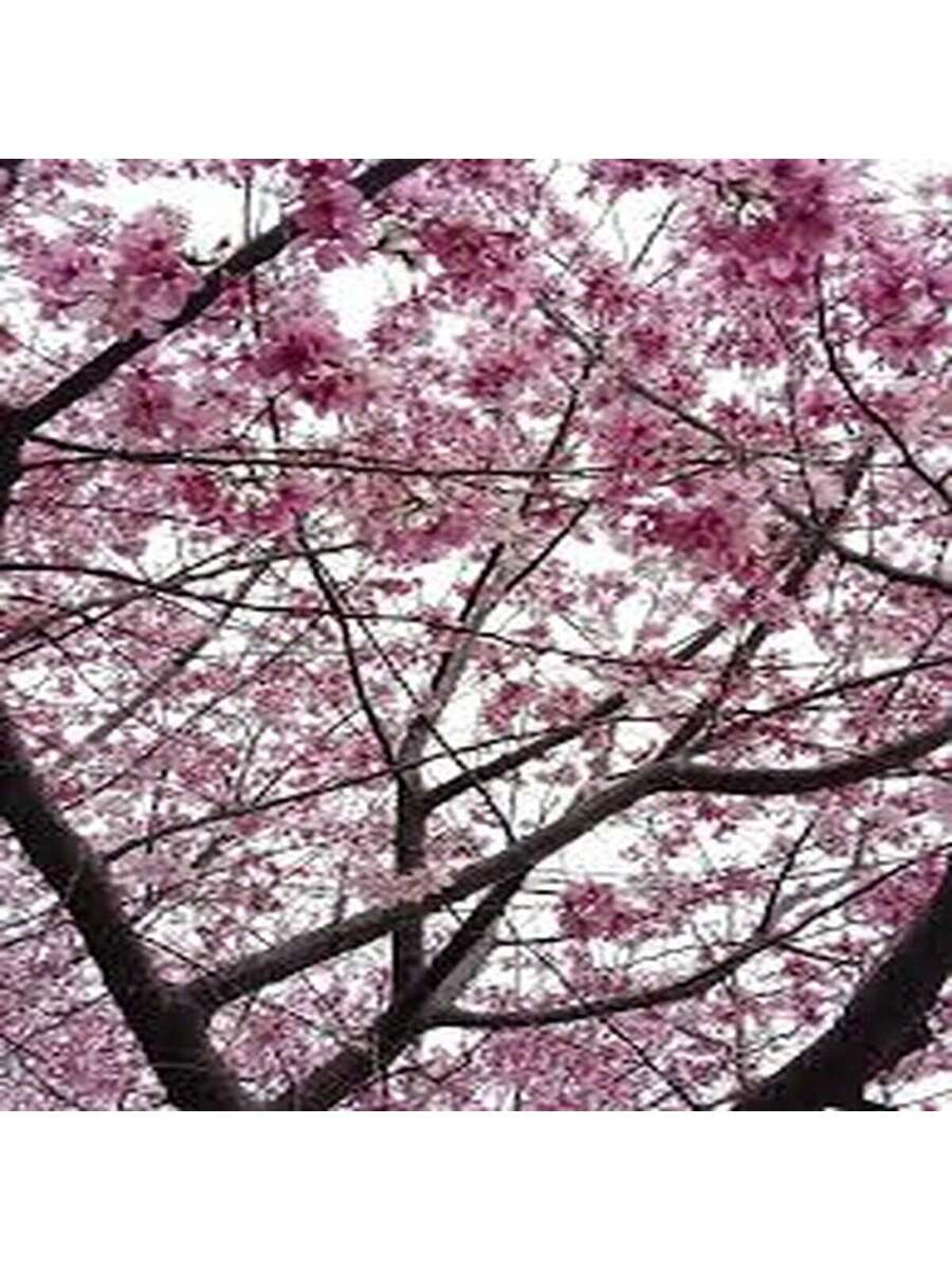 Cerezo de Yunnan 100 Semillas Árbol Ornamental