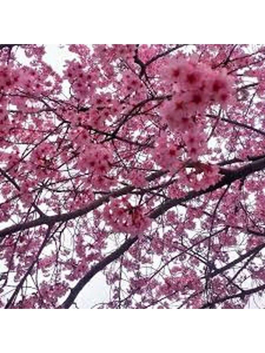 Cerezo de Yunnan 100 Semillas Árbol Ornamental