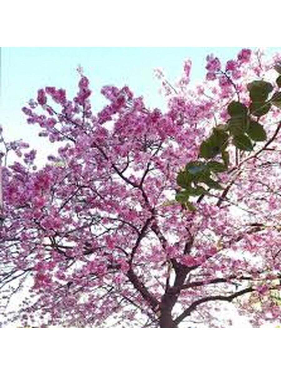 Cerezo de Yunnan 100 Semillas Árbol Ornamental