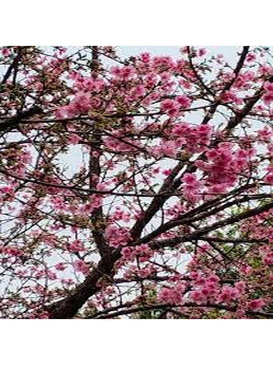 Cerezo de Yunnan 100 Semillas Árbol Ornamental