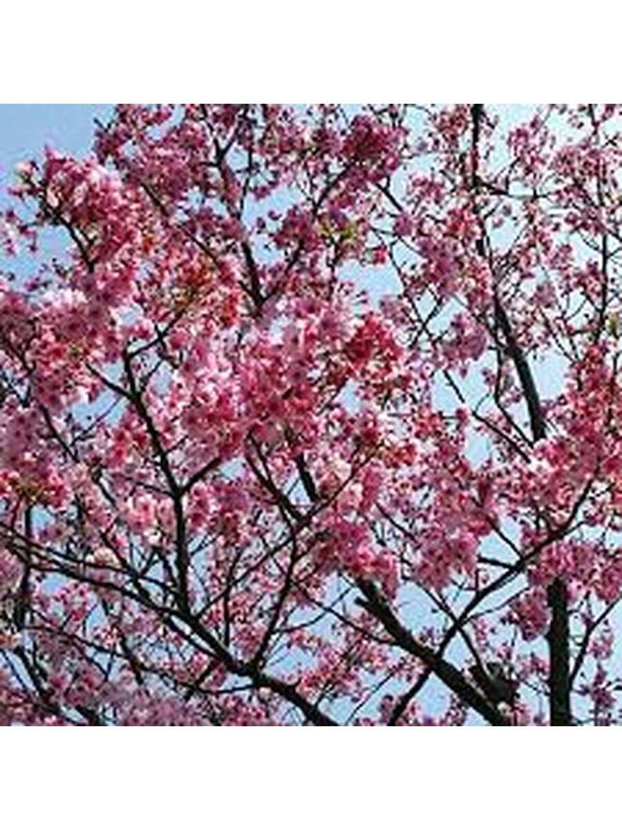 Cerezo de Yunnan 100 Semillas Árbol Ornamental