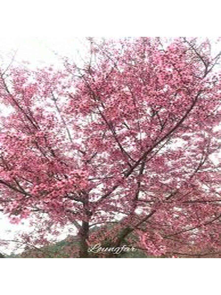 Cerezo de Yunnan 100 Semillas Árbol Ornamental