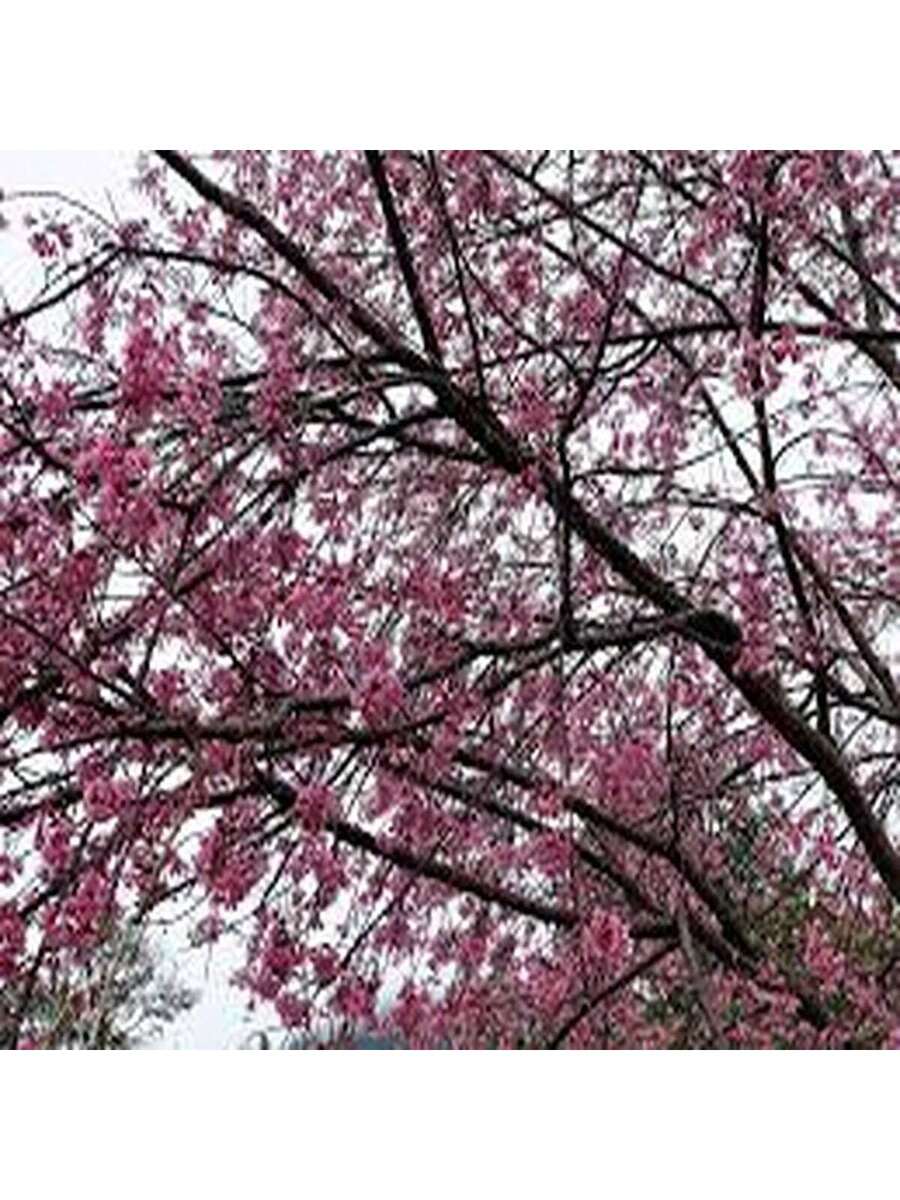 Cerezo de Yunnan 100 Semillas Árbol Ornamental