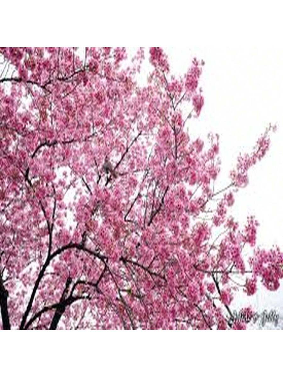 Cerezo de Yunnan 100 Semillas Árbol Ornamental