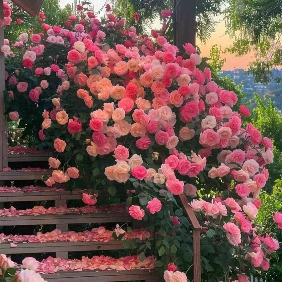 135 Semillas de Rosas Trepadoras