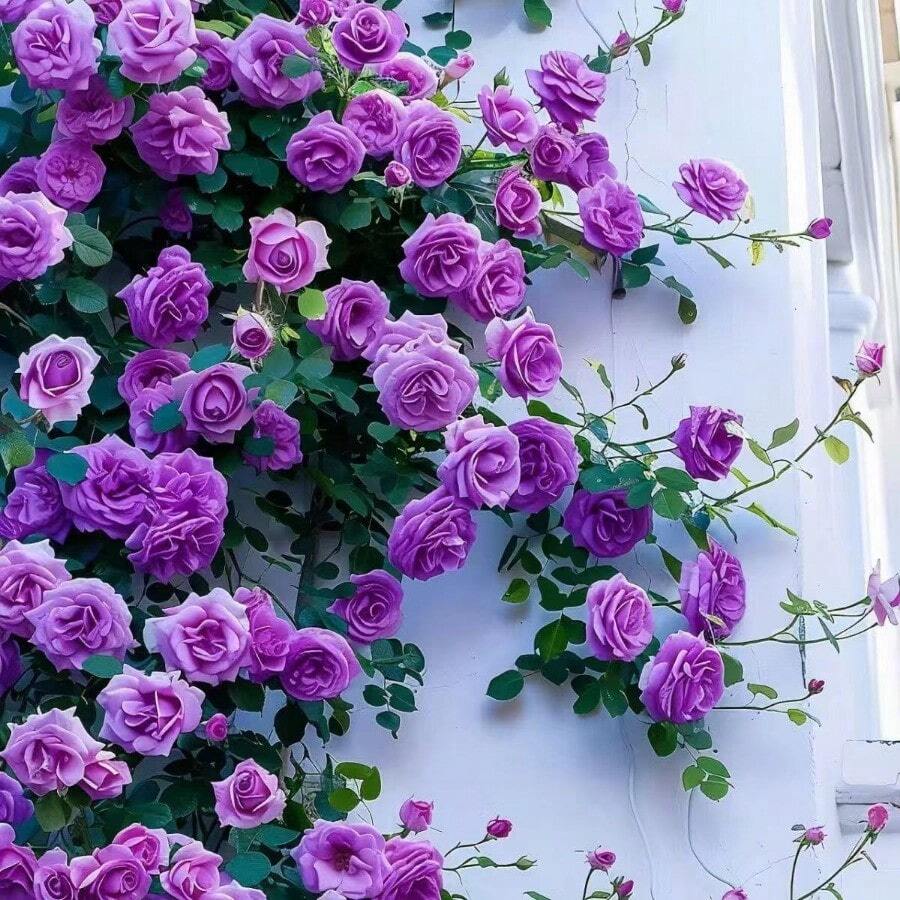 135 Semillas de Rosas Trepadoras