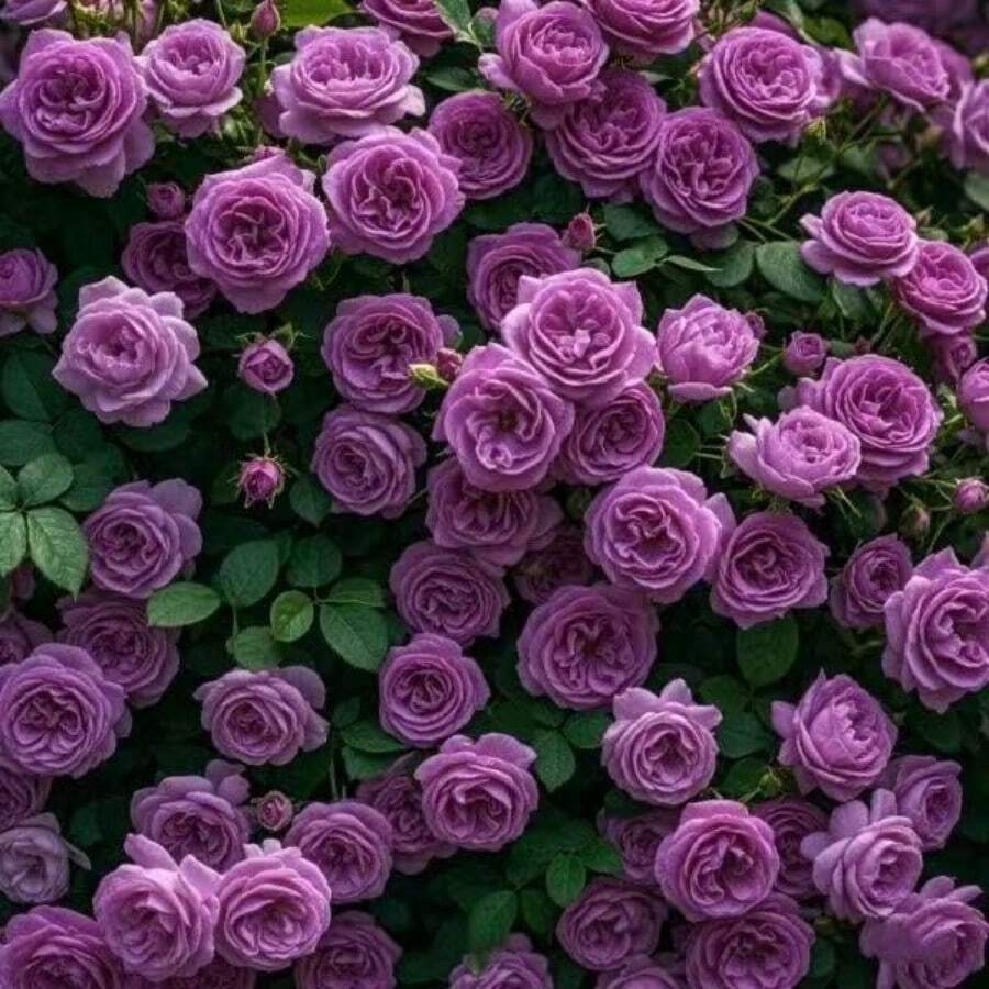 135 Semillas de Rosas Trepadoras