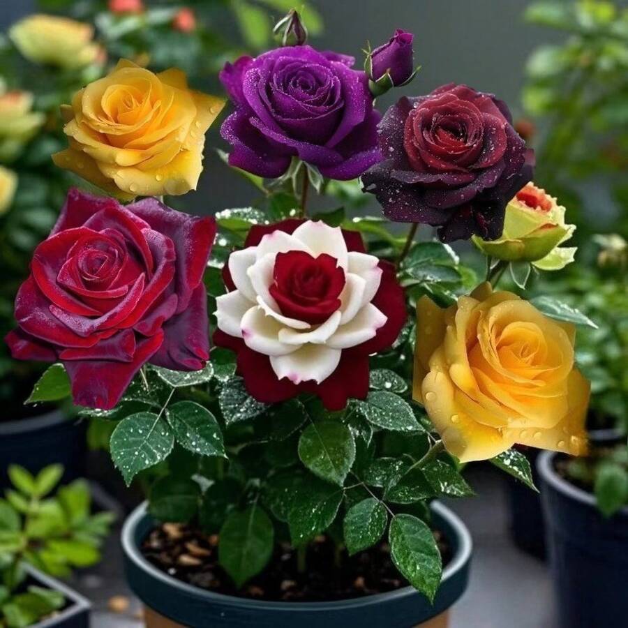 Semillas de Rosas del Desierto