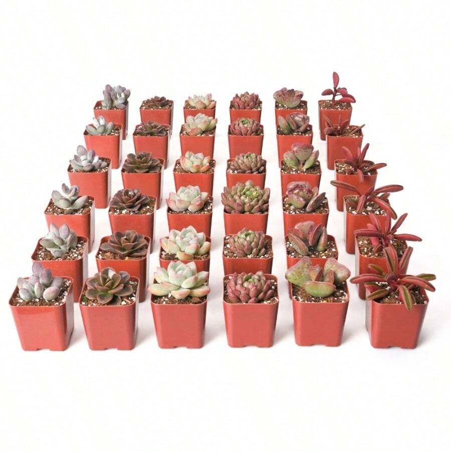 Varias semillas de plantas suculentas