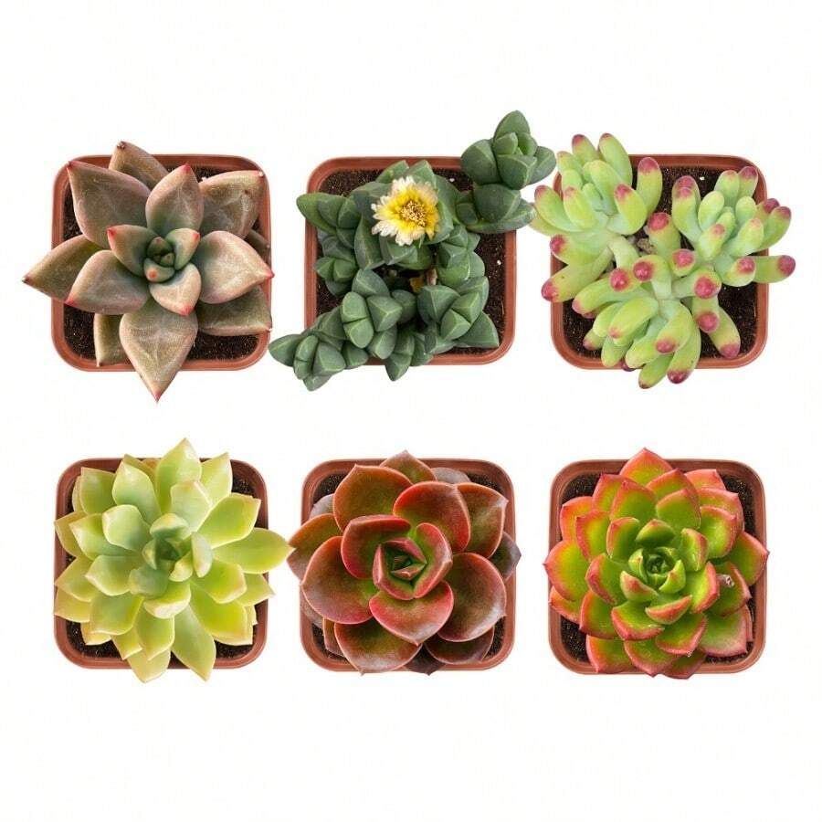 Varias semillas de plantas suculentas