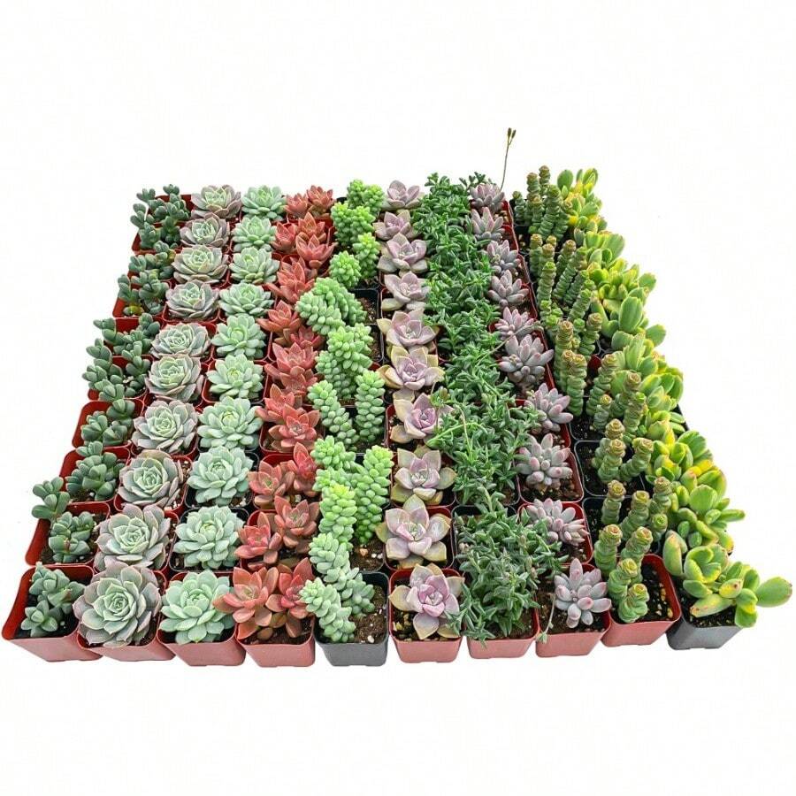 Varias semillas de plantas suculentas