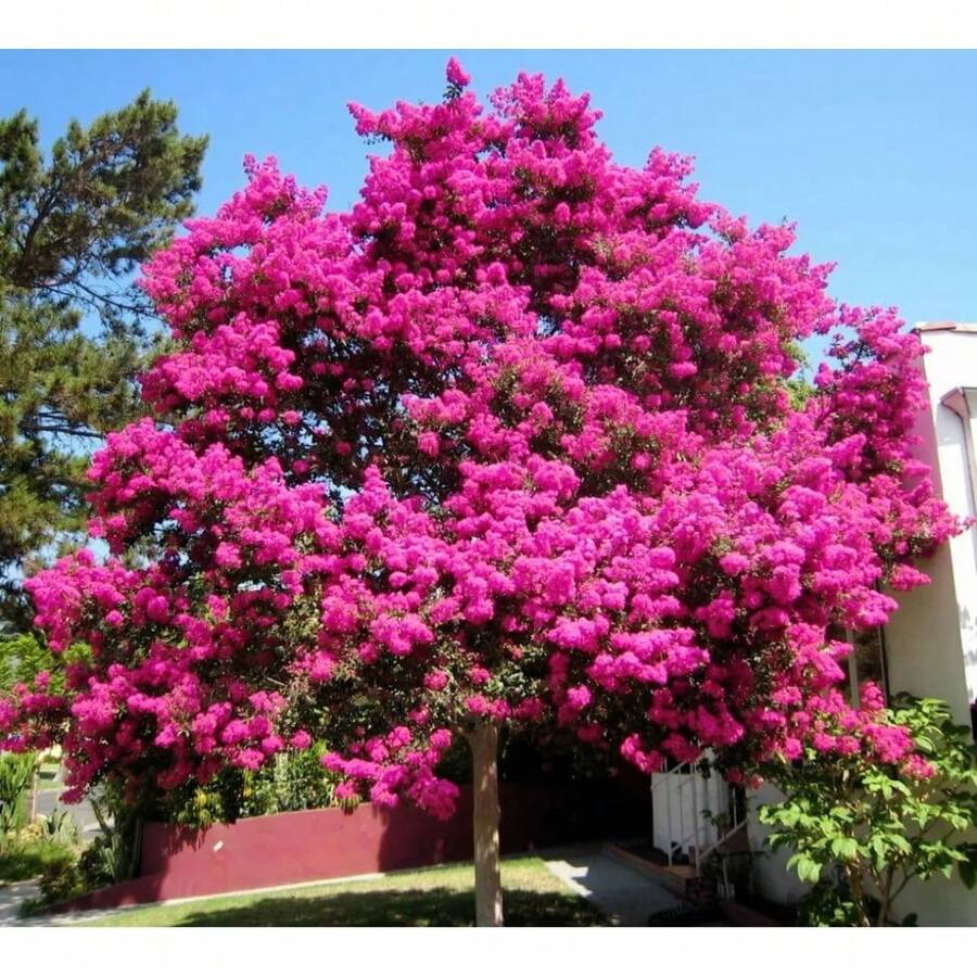 50 Semillas del Árbol Milorzeckichich - Dátiles