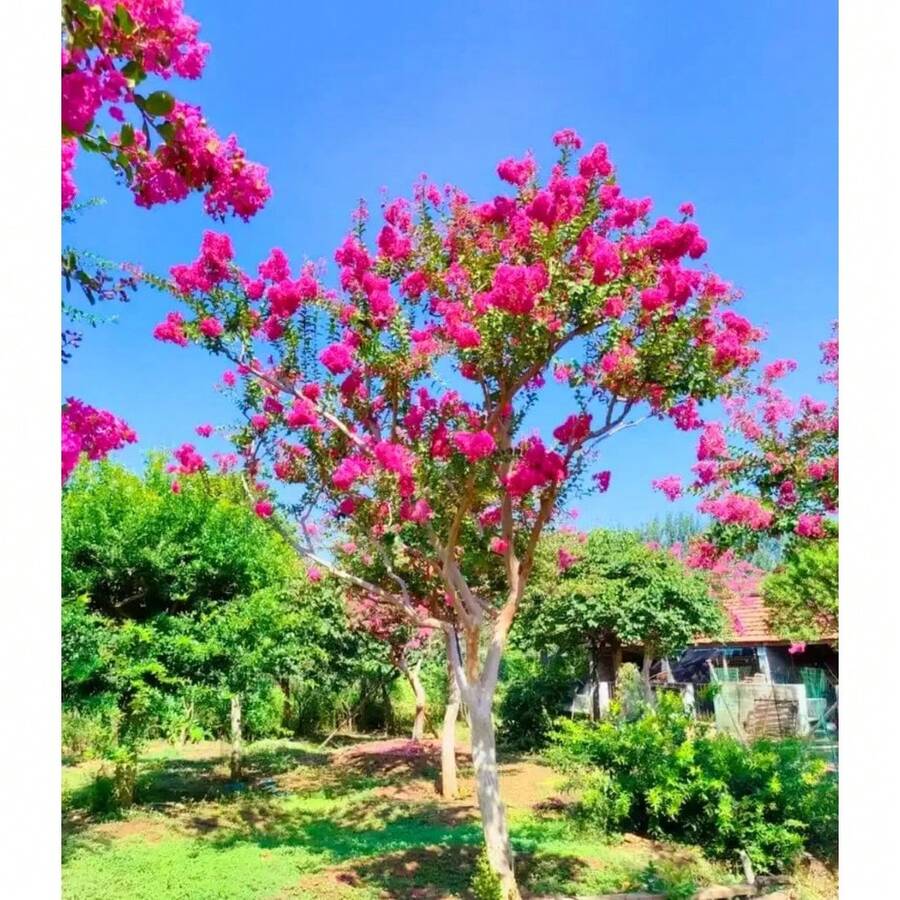 50 Semillas del Árbol Milorzeckichich - Dátiles