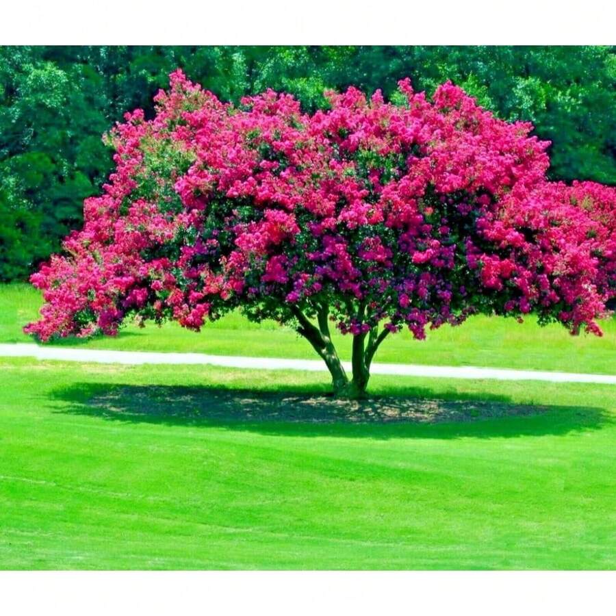 50 Semillas del Árbol Milorzeckichich - Dátiles