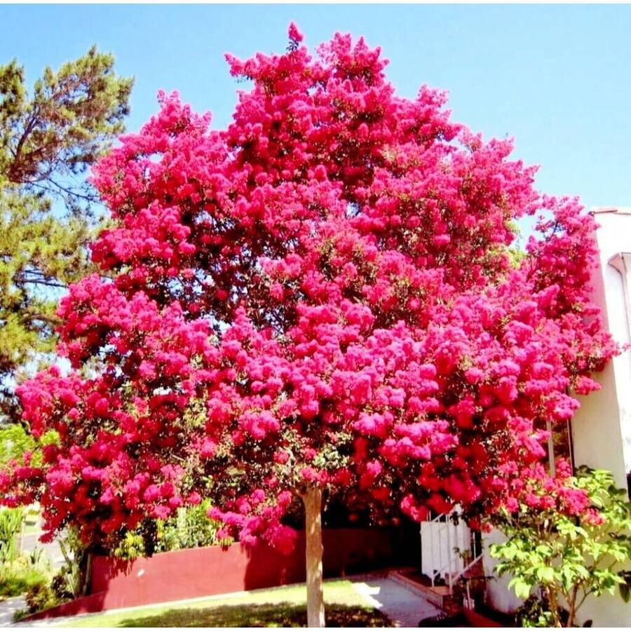 50 Semillas del Árbol Milorzeckichich - Dátiles