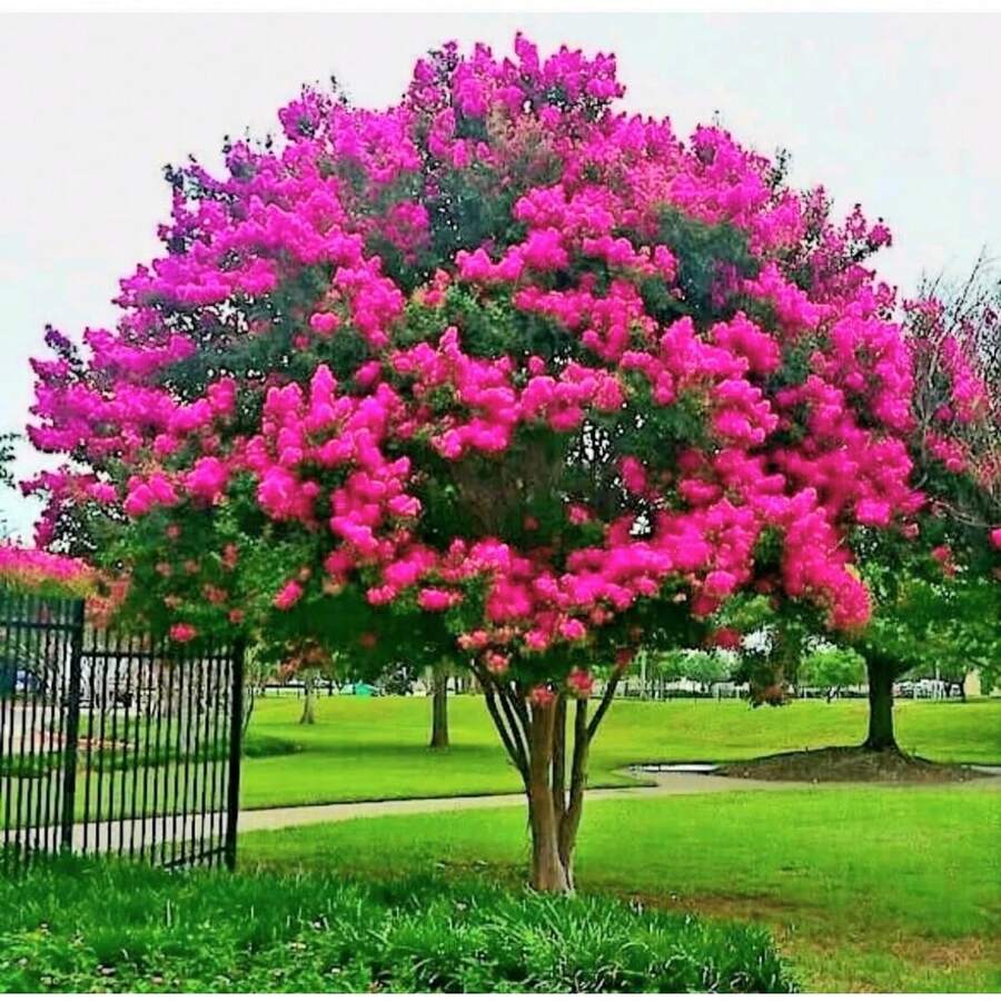 50 Semillas del Árbol Milorzeckichich - Dátiles