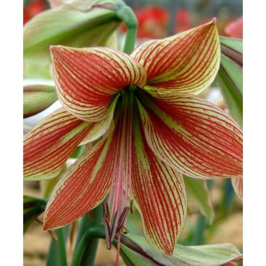 130 bulbos de Amaryllis Vittata