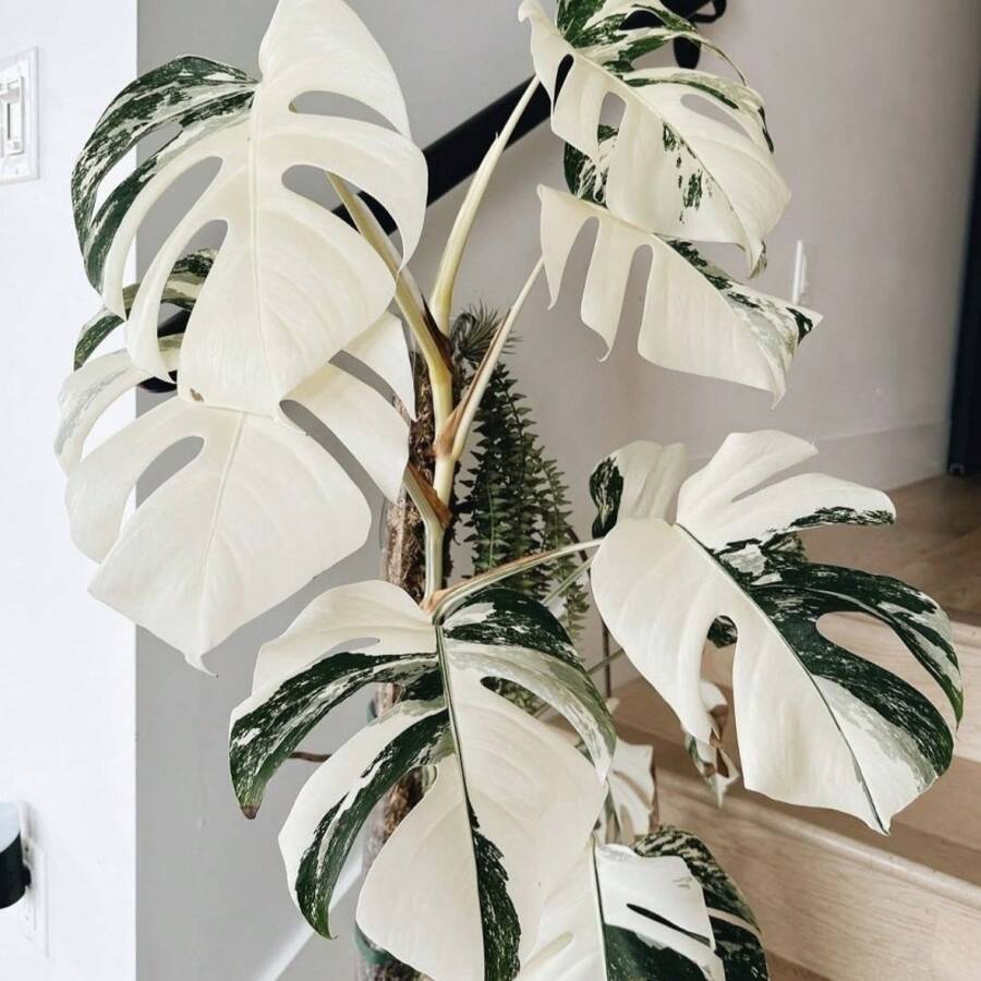 semillas de Monstera Deliciosa