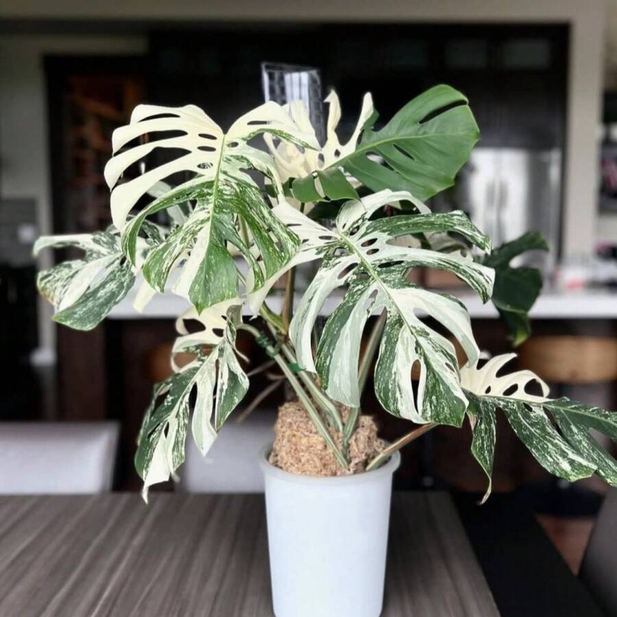 semillas de Monstera Deliciosa