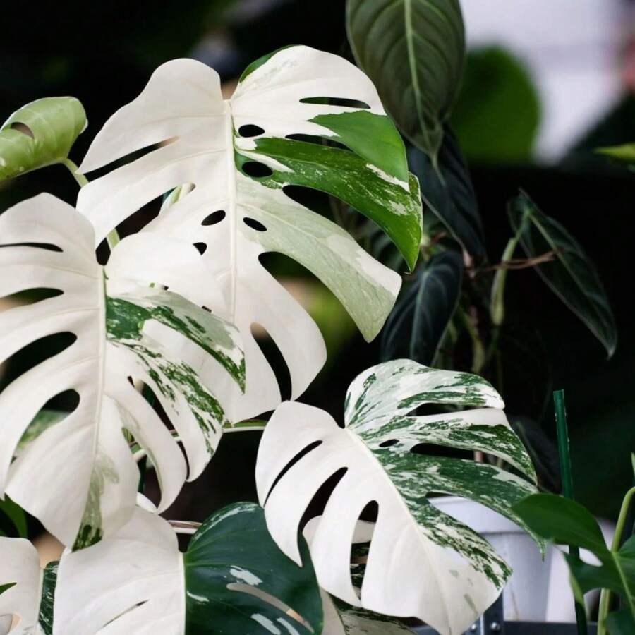 semillas de Monstera Deliciosa